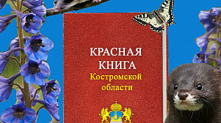 Региональный конкурс "Красная книга Костромской области глазами детей"