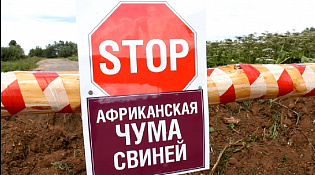 С 1 марта 2023 года запрещается скармливать свиньям пищевые отходы в любом виде