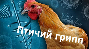 Внимание! Птичий грипп!