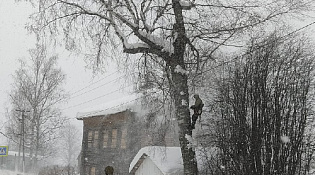 Уборка опасных деревьев.
